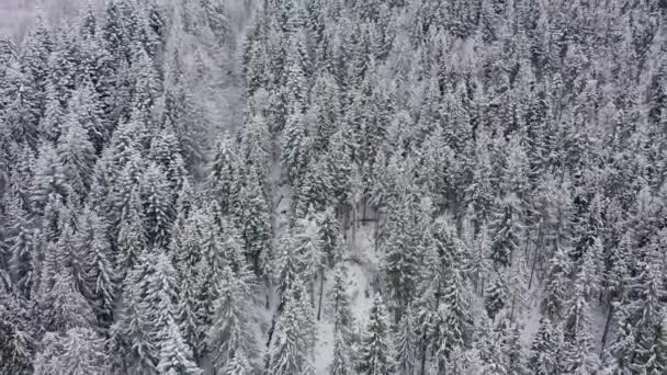 空中ドローンビュー雪の冬混合森林や山の谷で覆われたカルパティア. — ストック動画