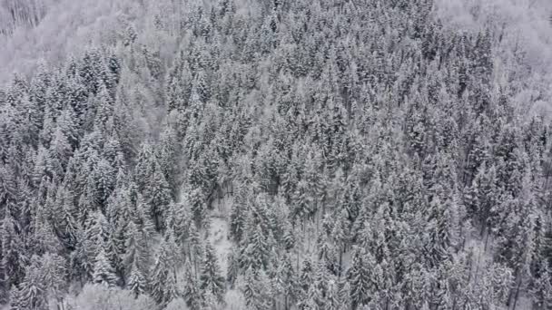 Letecký dron pohled zasněžené zimy Karpaty pokryté smíšenými lesy a horskými údolími. — Stock video