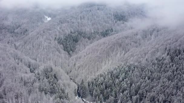 Aerial drone view snowy winter Carpathians covered with mixed forest and mountain valleys. — Stock Video