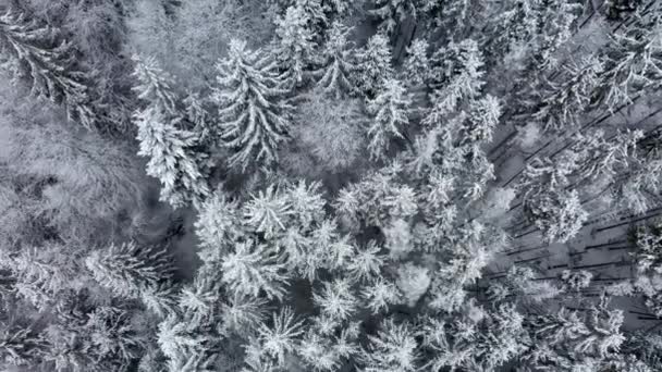 Avión teledirigido vista invierno nevado Cárpatos cubiertos de bosques mixtos y valles de montaña. — Vídeos de Stock