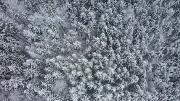 Aerial drone view snowy winter Carpathians covered with mixed forest and mountain valleys. — Stock Video