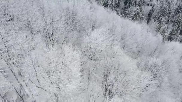 Luftdrohne Ansicht schneebedeckten Winter Karpaten mit Mischwald und Gebirgstälern bedeckt. — Stockvideo