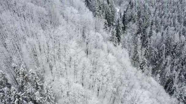 Aerial drone view snowy winter Carpathians covered with mixed forest and mountain valleys. — Stock Video