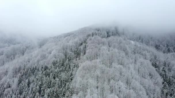 Vue aérienne sur drone hiver enneigé Carpates couvertes de forêts mixtes et de vallées de montagne. — Video