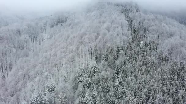 Flygdrönare utsikt snöig vinter Karpaterna täckt med blandskog och berg dalar. — Stockvideo