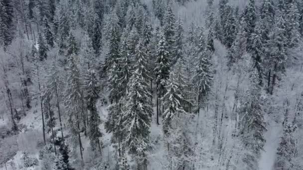 Letecký dron pohled zasněžené zimy Karpaty pokryté smíšenými lesy a horskými údolími. — Stock video