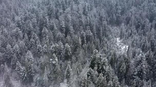 Luchtfoto drone uitzicht besneeuwde winter Karpaten bedekt met gemengde bossen en bergdalen. — Stockvideo