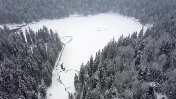 공중에서 바라보는 얼어붙은 숲 과 카르파티아 산맥의 겨울에 덮인 호수 — 비디오