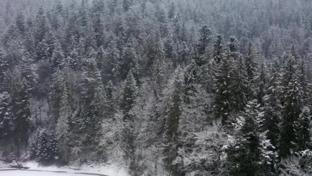 Avión teledirigido vista invierno nevado Cárpatos cubiertos de bosques mixtos y valles de montaña. — Vídeos de Stock