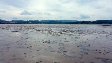 Pembe Flamingo sürüsü sığ bir lagünün üzerinde alçaktan uçuyor..