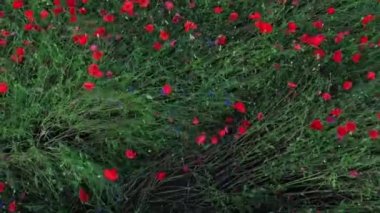 Kırsaldaki vahşi gelinciklerin renkli bir tarlasının insansız hava aracı görüntüsü.
