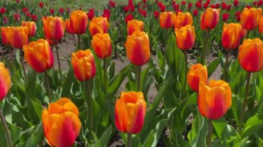 Rengarenk, parlak, çiçek açan laleler geniş bir grup çok renkli çiçek doğa hala canlı bir arka plan.,