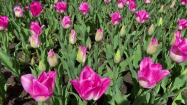 Rengarenk, parlak, çiçek açan laleler geniş bir grup çok renkli çiçek doğa hala canlı arka planda, rüzgarda hareket ediyor..