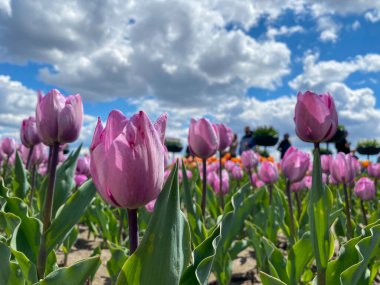 Çok renkli laleler baharda çiçek açar.