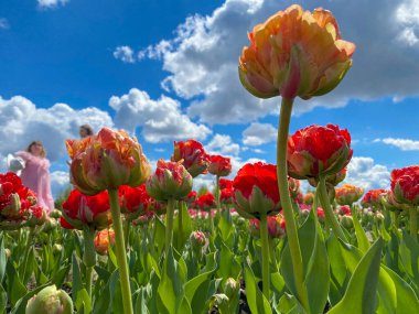 Çok renkli laleler baharda çiçek açar.