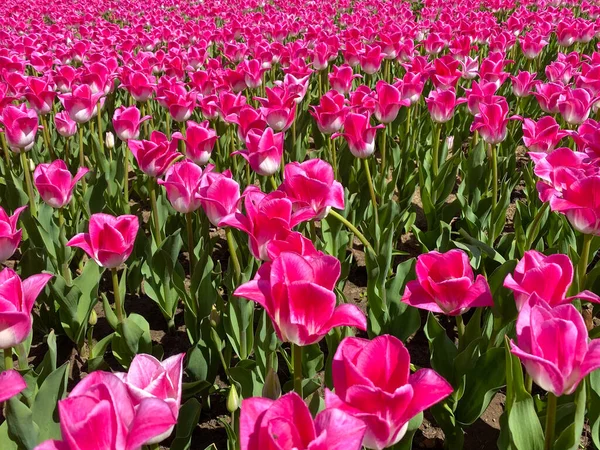 Buntes Blumenbeet aus Tulpen Frühlingsblumen — Stockfoto