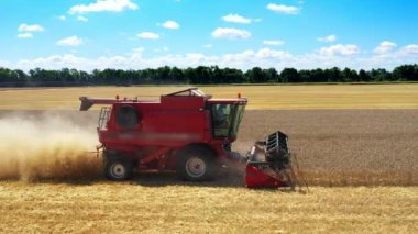 Hava görüntüleme birliği sahada çalışıyor. Hasat makinesi olgun, kuru ayçiçeklerini kesiyor. Mavi gökyüzü ile güzel bir manzara. Tarım sonbahar konsepti.