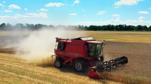 Kombajny widok z lotu ptaka działa w terenie. Kombajn tnie dojrzałe, suche słoneczniki. Piękny krajobraz z błękitnym niebem. Koncepcja jesieni rolnictwa. — Wideo stockowe