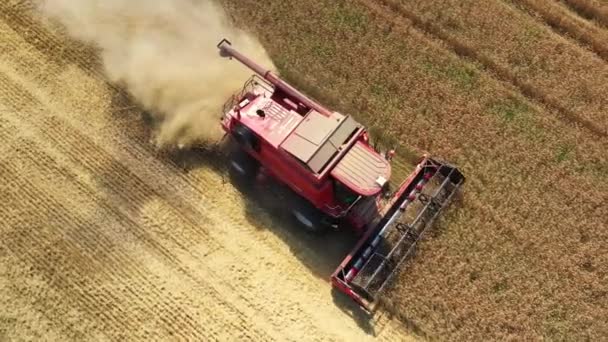 A combinação da vista aérea está trabalhando no campo. Colheitadeira está cortando girassóis maduros e secos. Bela paisagem com céu azul. Conceito de outono agricultura. — Vídeo de Stock