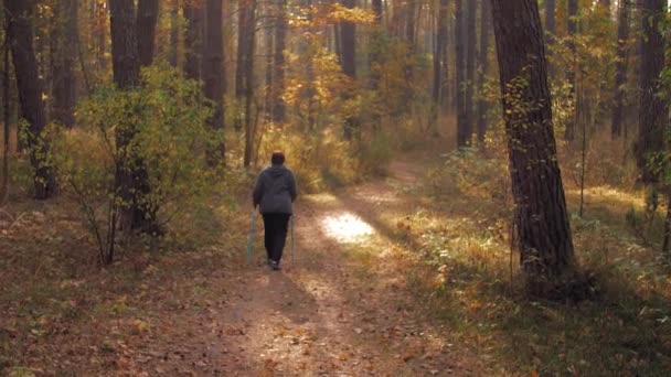 Північні пішохідні перегони на осінніх стежках. Старша жінка ходить на північ восени в лісі. Концепція здорового способу життя — стокове відео