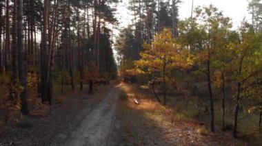 Sonbaharda Orman 'da Gökyüzü Manzarası. Renkli Kırsal Sonbahar Ormanı 'nda Düz Yol Üzerindeki Hava Üst Manzarası. Sonbahar Turuncusu, Yeşil, Sarı, Kırmızı Yaprak Ağaçları Ormanı.