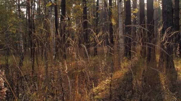 秋の森の中の朝。太陽の光線は壮大な秋の木の黄金とオレンジの葉を突破します。魔法の秋の風景. — ストック動画