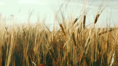 Mavi gökyüzüne karşı olgunlaşan buğday tarlası. Buğday dalları ve buğday tozu rüzgarı. tahıl hasadı yazın olgunlaşır. Tarım sektörü konsepti. Çevre dostu buğday