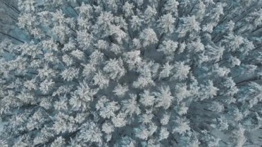 Karla kaplı çam ağaçları ile donmuş ormanın üzerinde uçan bir uçak. Kar yağarken yukarıdan bakıldığında peri kışı ormanlık arazisi. İnsansız hava aracı ağaçların tepesinde beyaz bulutlar arasında uçuyor. Kar taneleri düşüyor