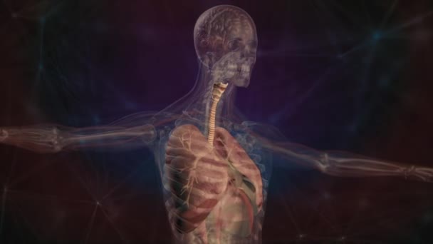 Menselijke anatomie. X-ray scan van het ademhalingssysteem van het mannelijk lichaam. 3D-animatie van de longen, middenrif en draadframe skelet op een donkere achtergrond met raster. Futuristisch medisch concept — Stockvideo