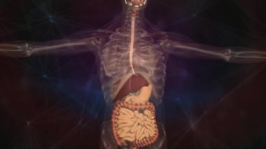 İnsan anatomisi. İnsan iskeleti ve sindirim sisteminin röntgen taraması, kemik taraması, eklem, karaciğer, medikal ekran 3D canlandırma iç organları, X-ray taraması