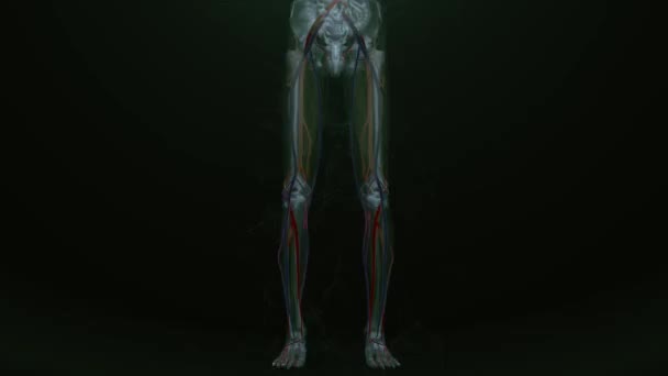 人体循环系统心脏解剖动画概念3D — 图库视频影像