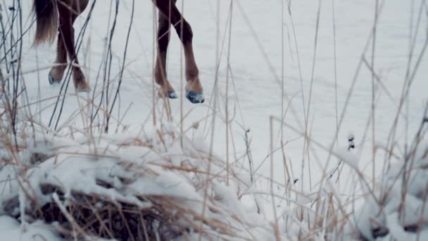 Foto detallada de caballo oscuro caminando a través de una manta de nieve profunda al atardecer de invierno. Primer plano de piernas de sementales caminando en nieve fresca en la soleada mañana de diciembre. Moción lenta — Vídeos de Stock