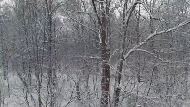 Despegue aéreo con volar sobre el bosque de invierno — Vídeo de stock