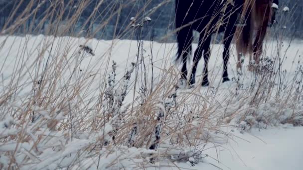 Dettagliato scatto di cavalli scuri che camminano attraverso una profonda coltre di neve al tramonto invernale. Un primo piano di gambe di stalloni che camminano nella neve fresca la soleggiata mattina di dicembre. Rallentatore — Video Stock