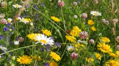 Çayır çiçekleri. Doroni sarı papatya çiçekleri rüzgarda sallanıyor, uzun yapraklar dalgalanıyor. Doğal çiçek bahar arkaplanı