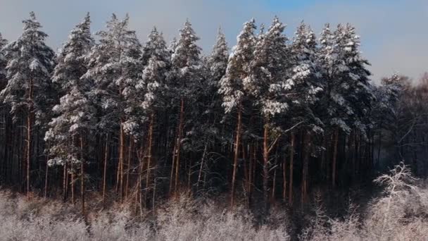 Inverno floresta neve Noruega pinheiros paisagem drone tiro 4K vídeo — Vídeo de Stock