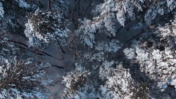 Повітря мальовничого замороженого лісу зі снігом вкритого ялиною та сосновими деревами. Вид зверху на зимовий ліс у снігопаді. Заморожені дерева. снігові пластівці падають. Політ над білим лісом — стокове відео