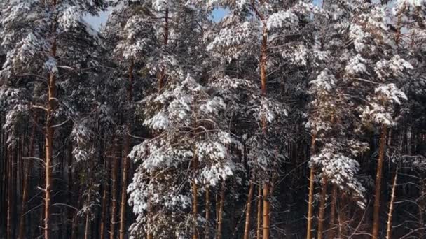 Velmi krásná zimní krajina v lese, spousta sněhu leží na stromech pohled výšky 4K. Létání nad zamrzlým lesem se zasněženými stromy v zimě.