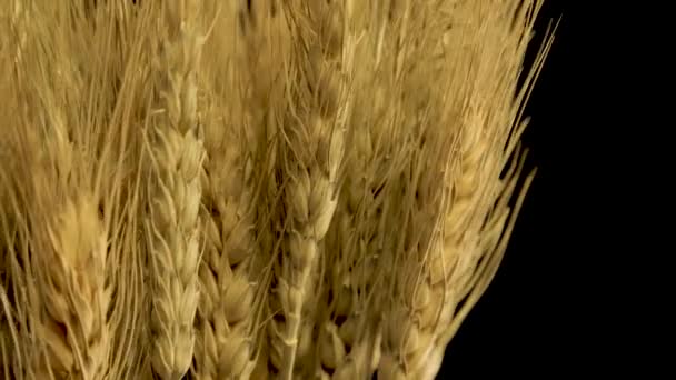 Крупним планом пшеничні вуха обертаються на темному тлі — стокове відео