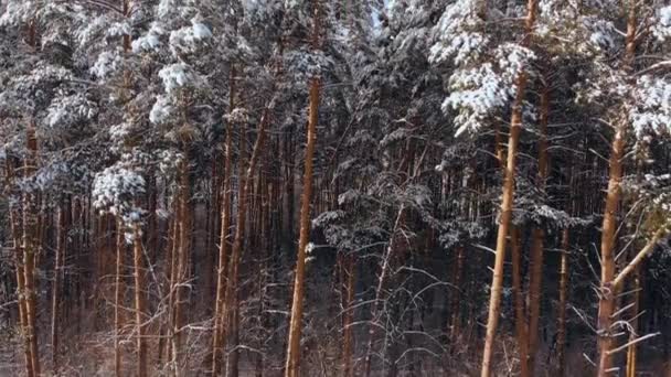 Belas árvores de coníferas cobertas de neve de abeto e pinho na floresta. paisagem de inverno, inverno nevado na floresta, a neve está nos ramos das árvores.Vista de uma altura. — Vídeo de Stock