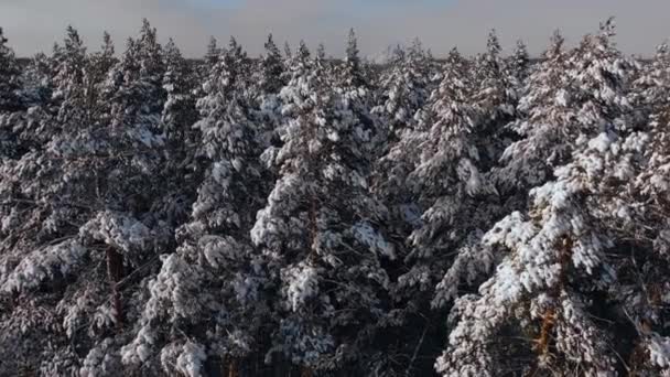 Zimní les Příroda Snow Pokryté Zimní Stromy Alpská krajina Časné ráno východ slunce Dovolená Cestování a cestovní ruch Mrazivé koruny stromů Živé barvy vzduchu — Stock video