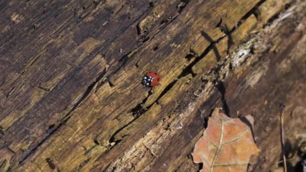 Marienkäfer krabbeln auf einem alten Baumstumpf — Stockvideo