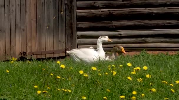 Кілька вітчизняних гусей відпочивають на траві. Домашні птахи на відкритому повітрі влітку. Виховання здорової птиці в домашніх умовах — стокове відео