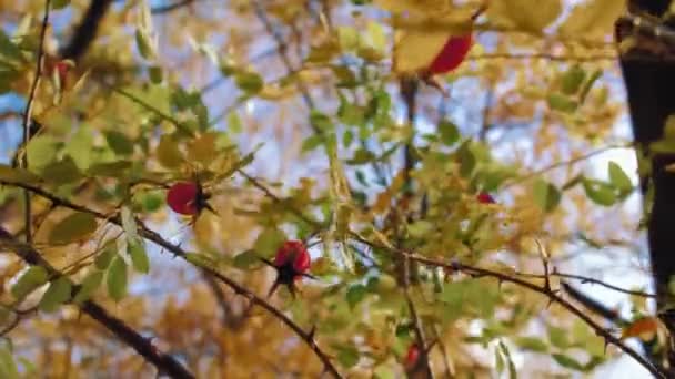 Zon schijnt op kleine struik met rode rozenbottels, close-up detail. Rosa Canina - hond roos - fruit. Gebruikt in kruidengeneeskunde en als voedsel om rijk te zijn aan antioxidanten en vitamine c — Stockvideo