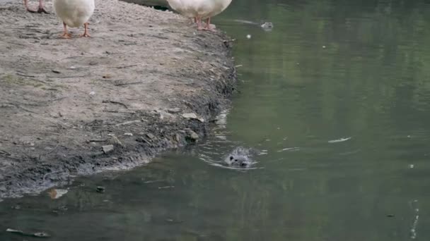 Nutria drijvend in het water in het kanaal, op zoek naar voedsel. Wilde nutria bewonen vijvers en rivieren van Europa, Kleine dierlijke zwemmers. — Stockvideo