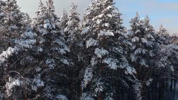 Belas árvores de coníferas cobertas de neve de abeto e pinho na floresta. paisagem de inverno, inverno nevado na floresta, a neve está nos ramos das árvores.Vista de uma altura. — Vídeo de Stock