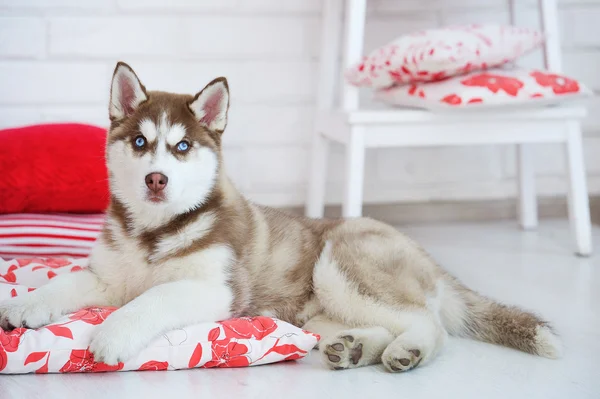 Wysokiej krwi śliczny szczeniak Husky syberyjski — Zdjęcie stockowe