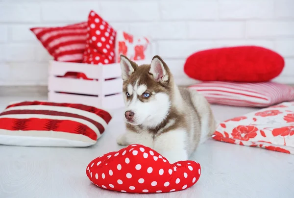 Alto allevato adorabile cucciolo Siberiano Husky — Foto Stock