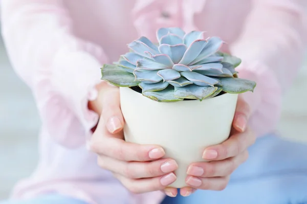 Fechar as mãos mulher segurando planta suculenta — Fotografia de Stock