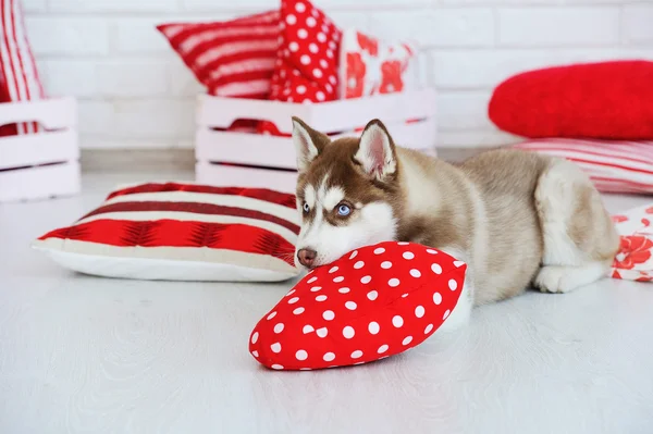 Cucciolo Husky siberiano di razza alta — Foto Stock